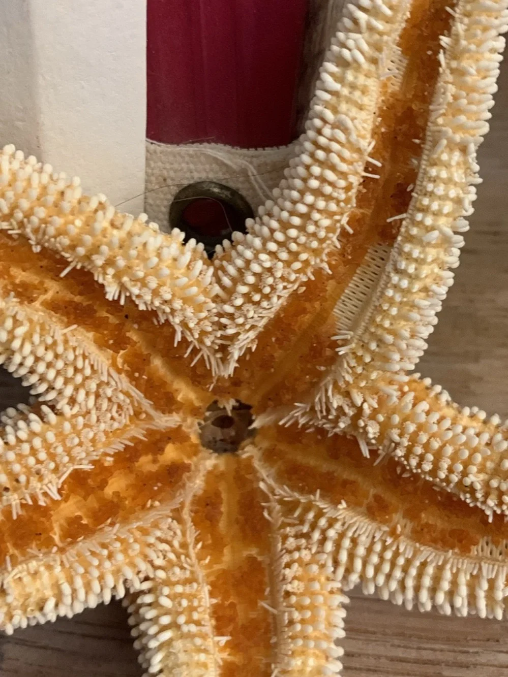Decorative Natural Starfish - Coastal Accent in Cream and Tan